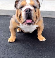 Heather&Brandon Ryan - English Bulldog Stud
