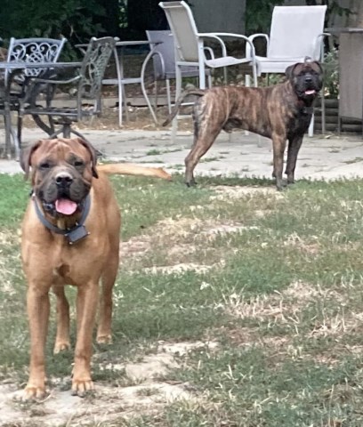 Bullmastiff Stud 31928
