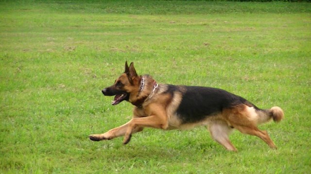 German Shepherd Dog Stud 23752