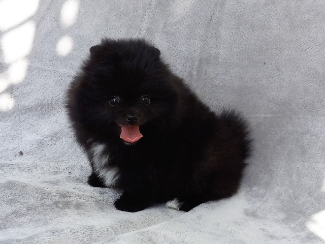 Pomeranian Breeder 31958