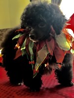 Sunnybrooks Poodles Poodle Toy breeder