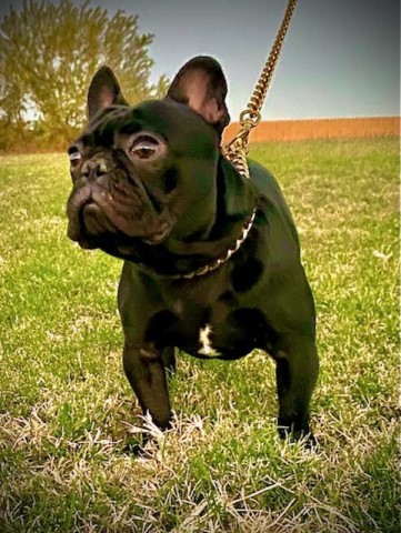 French Bulldog Stud 28709