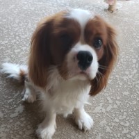 Alejandro Alzugaray - Cavalier King Charles Spaniel Stud