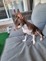 Nikita - Chihuahua Stud