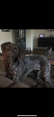 German Shorthaired Pointer Stud 27023