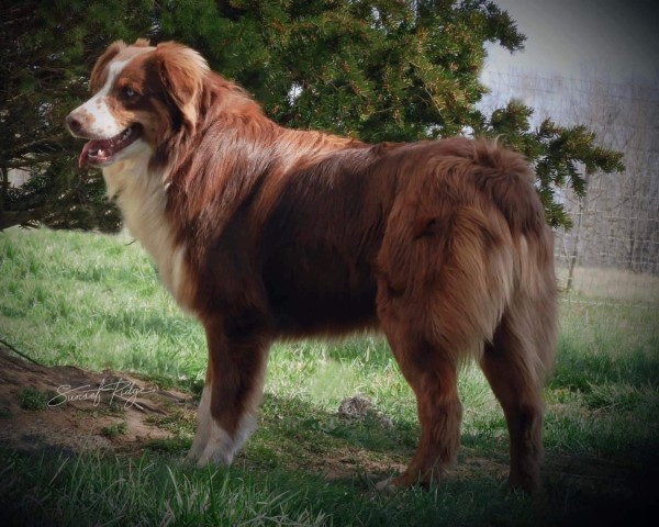 Australian Shepherd Dog Stud 30519