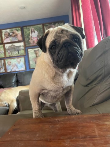 Pug Stud 30570