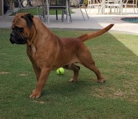 Darin Tripp - Bullmastiff Stud