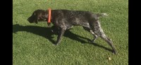 Mike Greenfield - German Shorthaired Pointer Stud