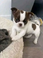 Mackenzie - Chihuahua Stud