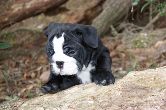 English Bulldog Breeder 25426