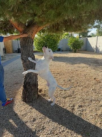 Dogo Argentino Stud 31597