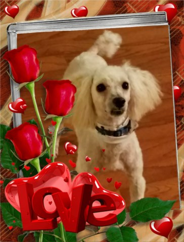 Route 84 Designer Pup