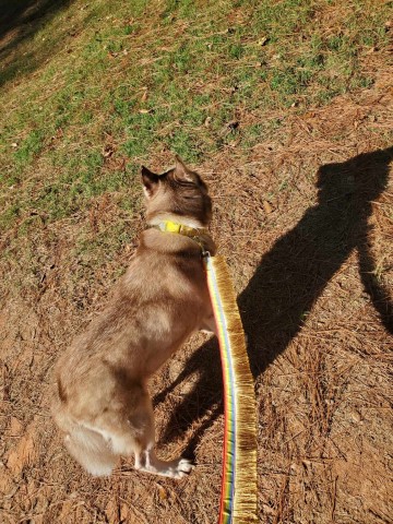 Siberian Husky Breeder 31549