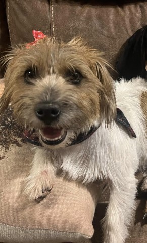 Peppermint Jack Russells