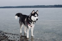 Sofía Torres - Siberian Husky Stud