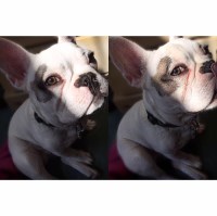 britny vincent - French Bulldog Stud