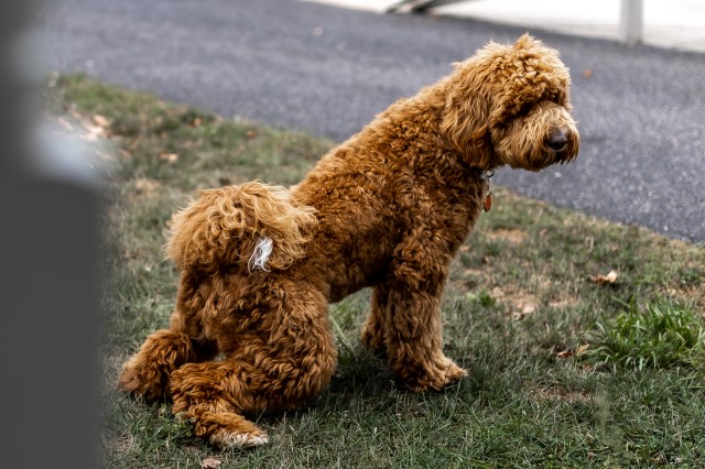 Goldendoodle Stud 30938