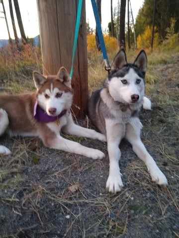 Siberian Husky Breeder 27501