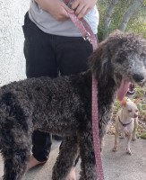 Trisha - Poodle Standard Stud