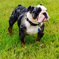 Nikki - English Bulldog Stud