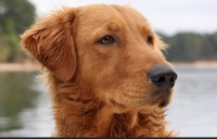 Joseph miller - Golden Retriever Stud