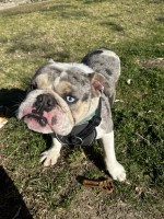 Bernice - English Bulldog Stud