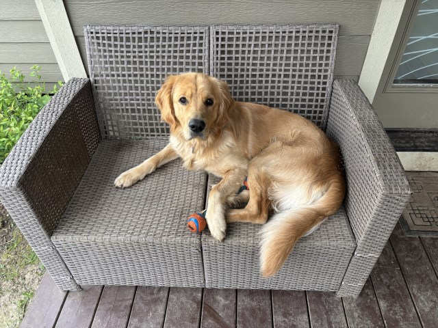 Golden Retriever Stud 31798