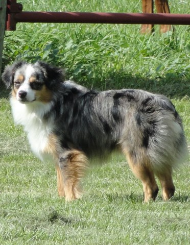 Miniature Australian Shepherd Breeder 25540