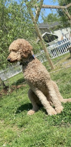 Poodle Standard Stud 29421