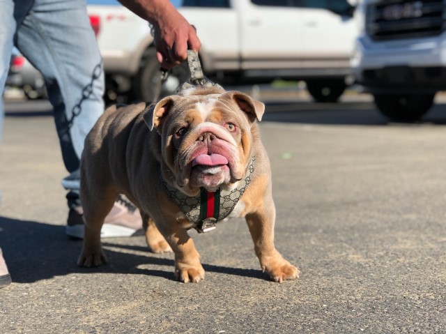 English Bulldog Stud 29106