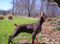 Nancy Imperatore - Doberman Pinscher Breeder Doberman Pinscher breeder