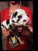 Daisy - Great Dane Breeder Great Dane breeder
