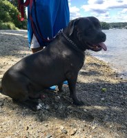 Platinumbluekennelri American Pit Bull Terrier breeder