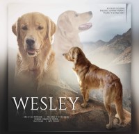 Cathy M - Golden Retriever Stud