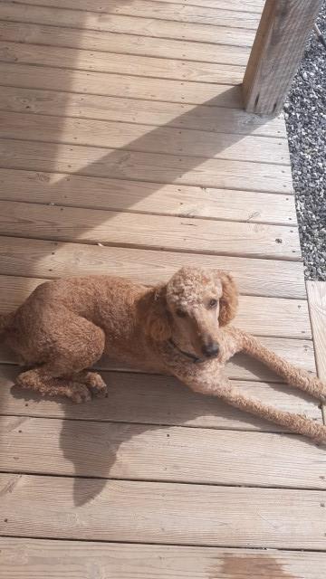 Poodle Standard Stud 28952
