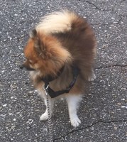 Grescham - Pomeranian Stud