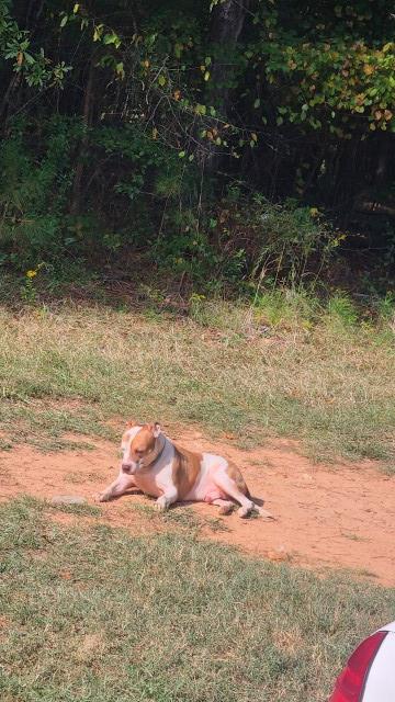 American Pit Bull Terrier Stud 31532