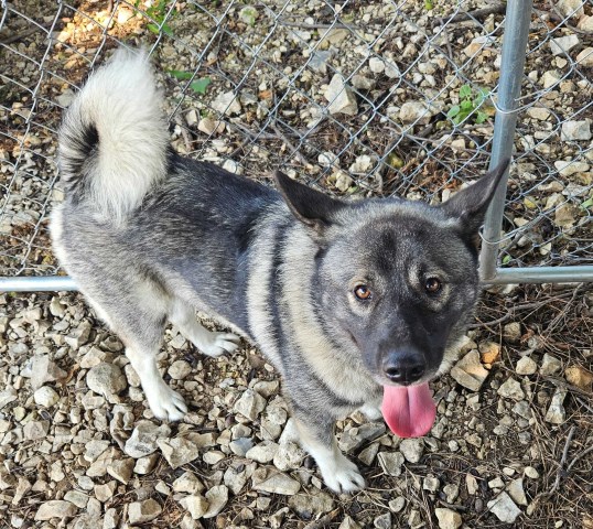 Norwegian Elkhound Stud 31970