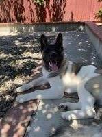 Anthony - Akita Stud