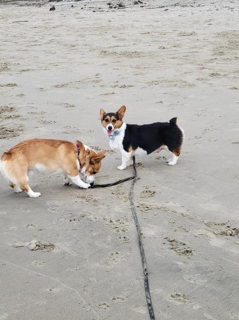 Celestial Corgis