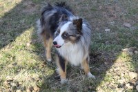 Kaylee Fisher - Miniature Australian Shepherd Stud