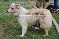 Rinda Myers - Australian Shepherd Dog Breeder Australian Shepherd Dog breeder