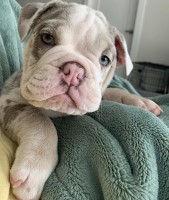 Tucker Wrights - English Bulldog Stud