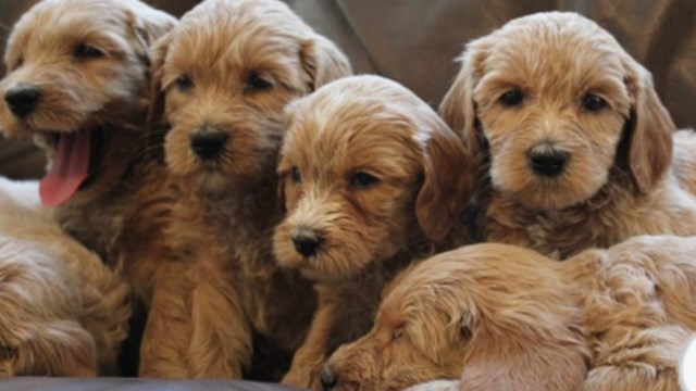 Rain Puddles Labradoodles