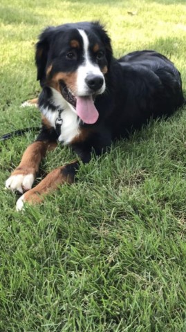 Bernese Mountain Dog Stud 29406