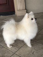 Abisai Arellano - Pomeranian Stud