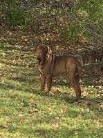 Neapolitan Mastiff thumbnail