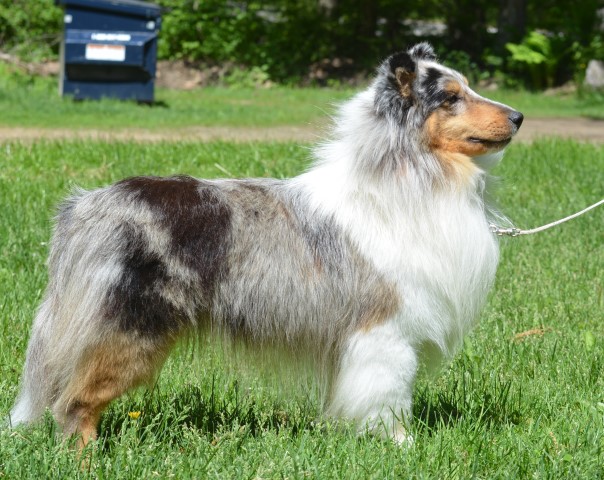 Shetland Sheepdog Stud 30925