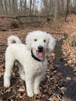 Vanessa Klink - Goldendoodle Stud